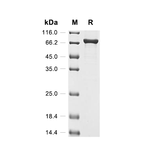 DNA helicase II/uvrD蛋白, E.coli