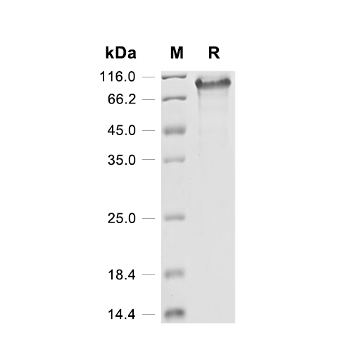 Toll-like receptor 8/TLR8蛋白, Human (P.pastoris, His)