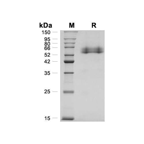 OLFM4蛋白, Human (HEK293, His)