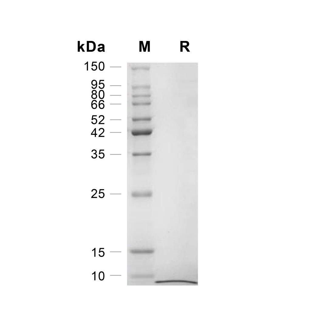 EGF蛋白, Mouse (HEK293)