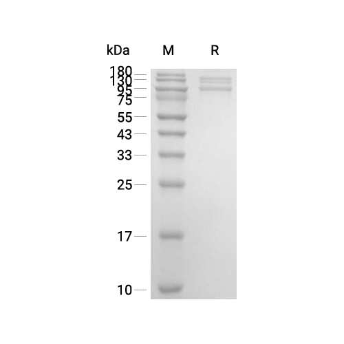 Integrin alpha V beta 8蛋白, Human (HEK293, His, solution)
