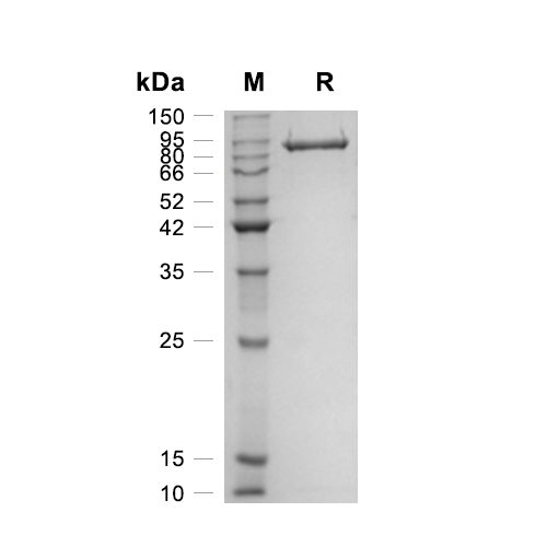 Semaphorin-3A/SEMA3A蛋白, Mouse (HEK293, Fc)