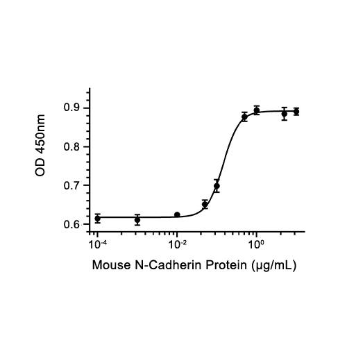 N-Cadherin蛋白, Mouse (HEK293)