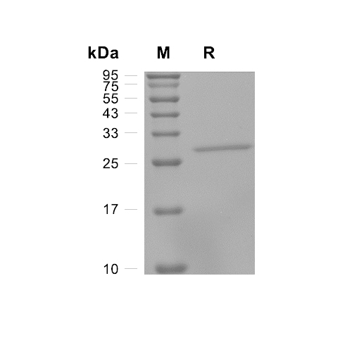 Latexin蛋白, Human (His)