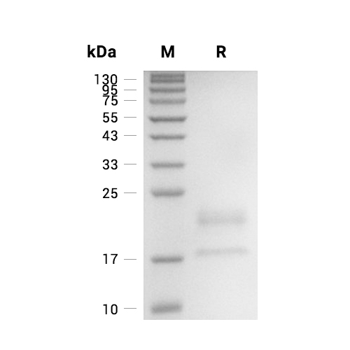 IL-17A/F Heterodimer蛋白, Rhesus Macaque (HEK293, His)