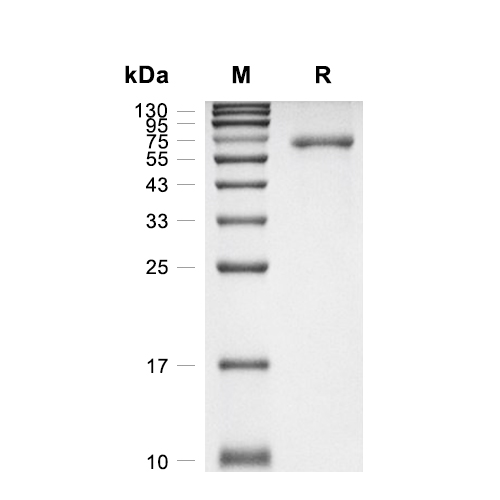 CNPY3/PRAT4A蛋白, Human (HEK293, Fc)