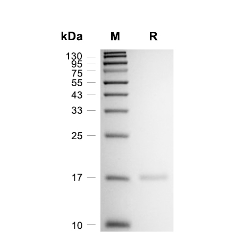 MAGOH蛋白, Human (His)