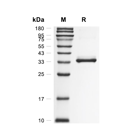 DEFA3/Defensin alpha 3蛋白, Human (HEK293, Fc)