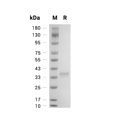 TGF alpha/TGFA蛋白, Mouse (HEK293, Fc)