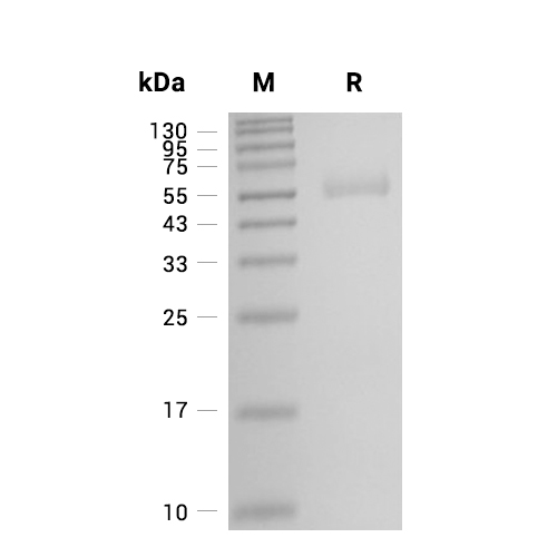 BAFF/TNFSF13B Trimer蛋白, Cynomolgus (HEK293, His-Avi)
