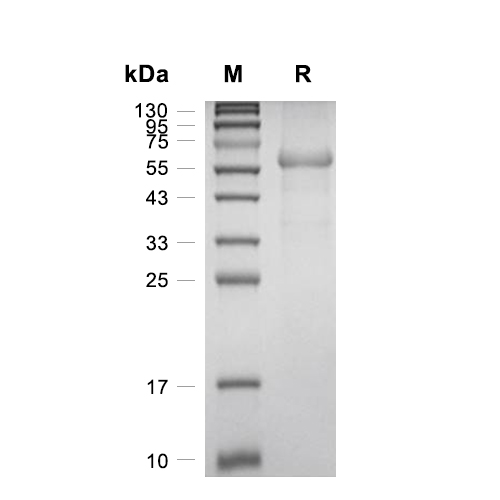 TMED1蛋白, Mouse (HEK293, Fc)