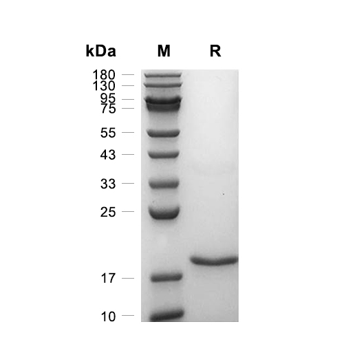 Animal-Free IL-18蛋白, Human (His)