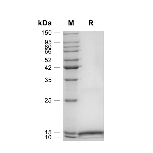 GM-CSF蛋白, Canine
