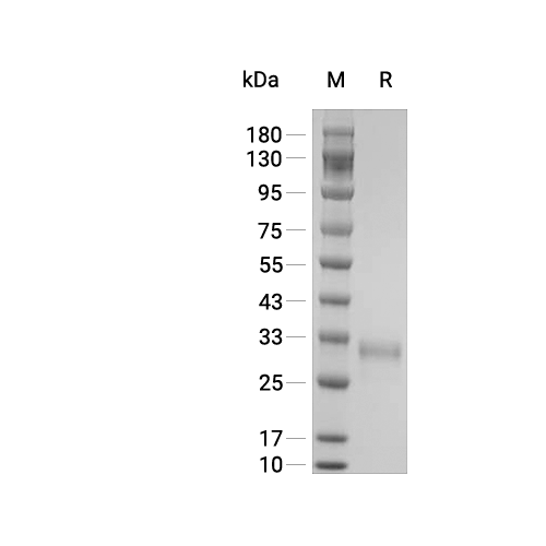 Cerebellin-2蛋白, Human (CHO, HA)