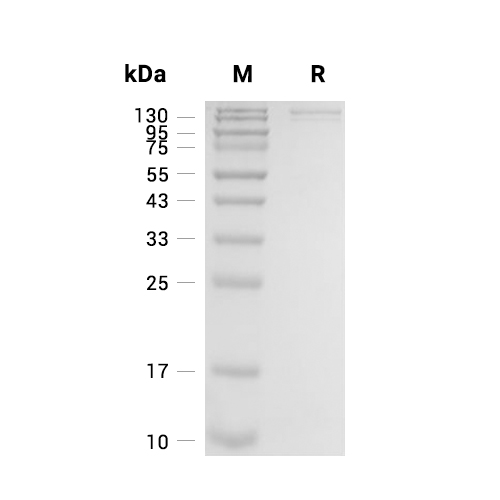 BAI2蛋白, Human (HEK293, hFc)