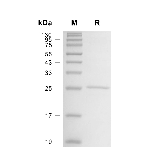 vacA蛋白, Helicobacter pylori (His)