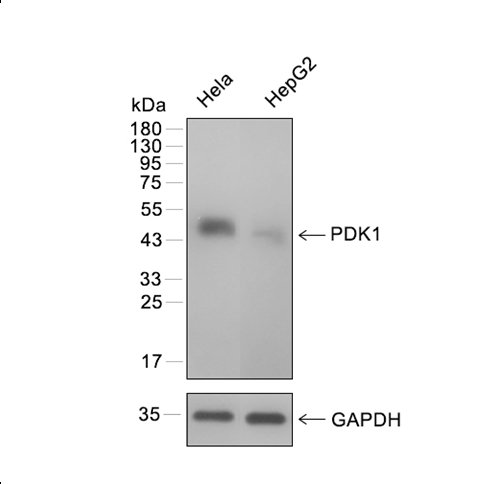 PDK1抗体 (YA236)