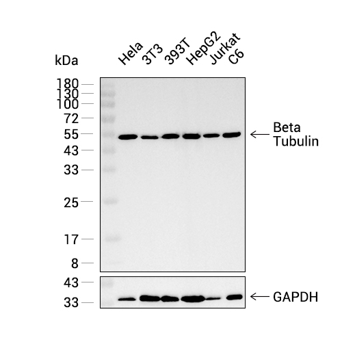 Beta Tubulin抗体 (YA585)