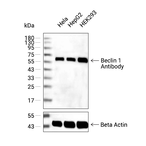 Beclin 1抗体 (YA587)