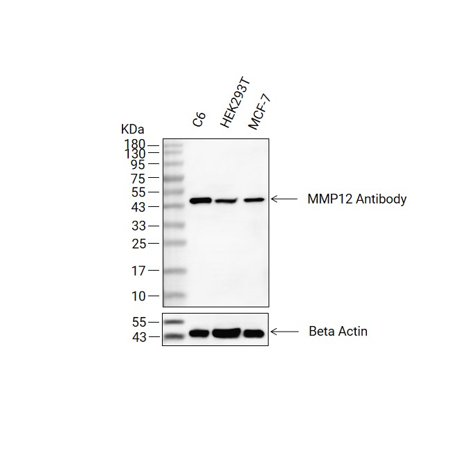 MMP12抗体 (YA288)