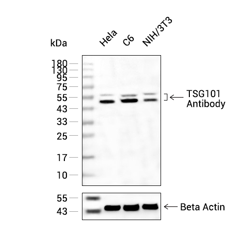 TSG101抗体 (YA025)
