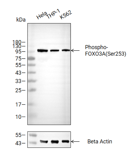 Phospho-FOXO3A(Ser253)抗体 (YA196)