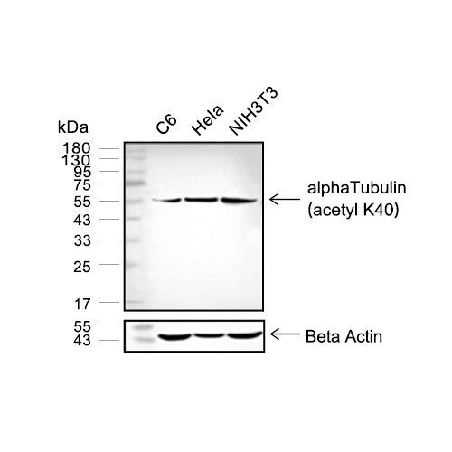 alpha Tubulin (acetyl K40)抗体 (YA626)