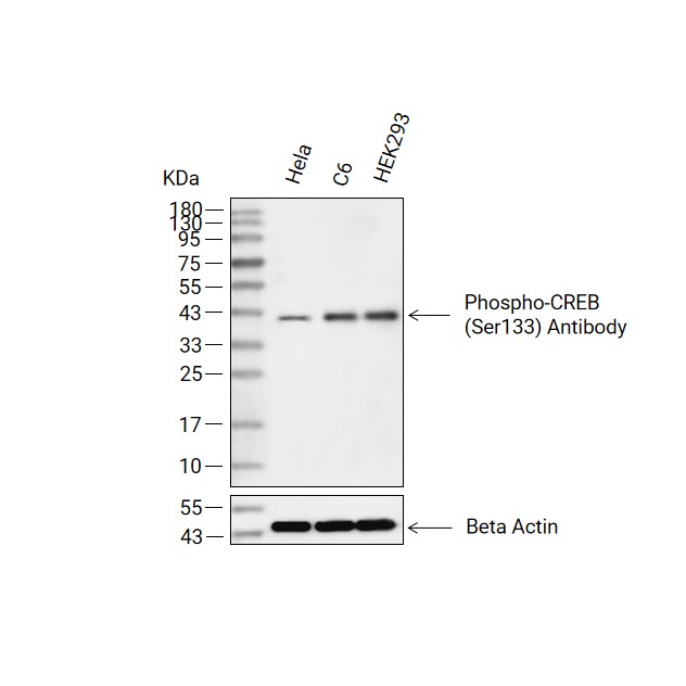 Phospho-CREB (Ser133)抗体 (YA209)