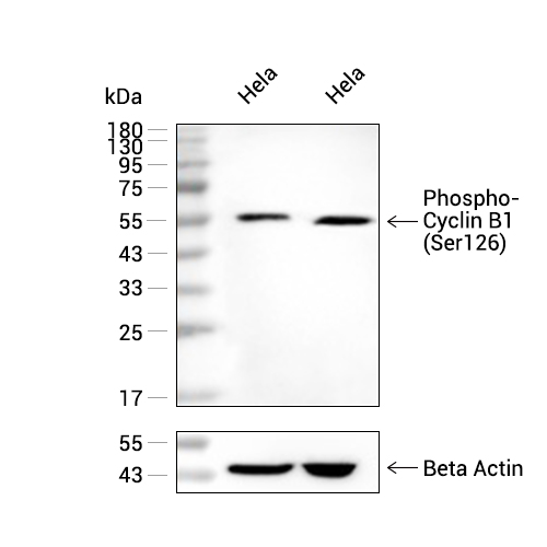 Phospho-Cyclin B1 (Ser126)抗体 (YA208)