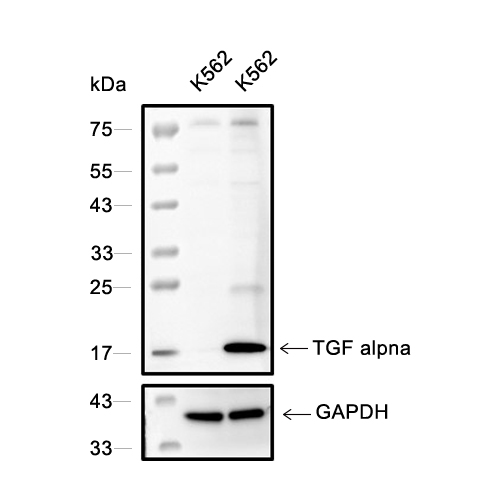 TGF alpha抗体 (YA037)