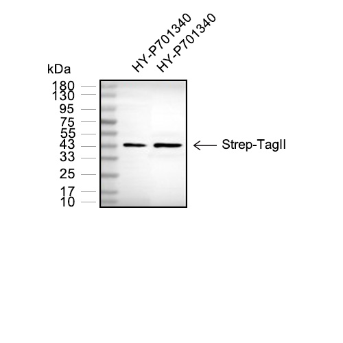 ST-tag II抗体 (YA885)
