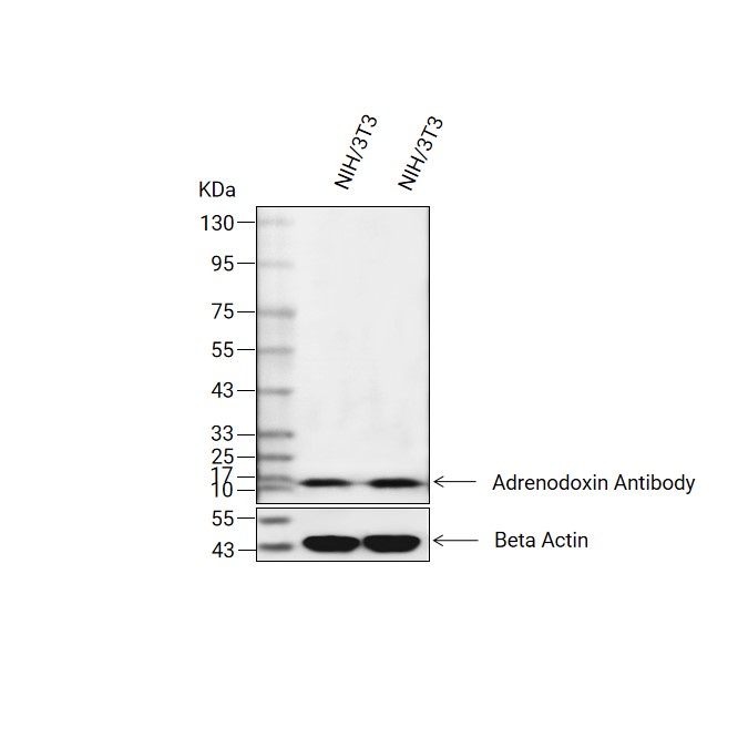 ADX/FDX1抗体 (YA2005)