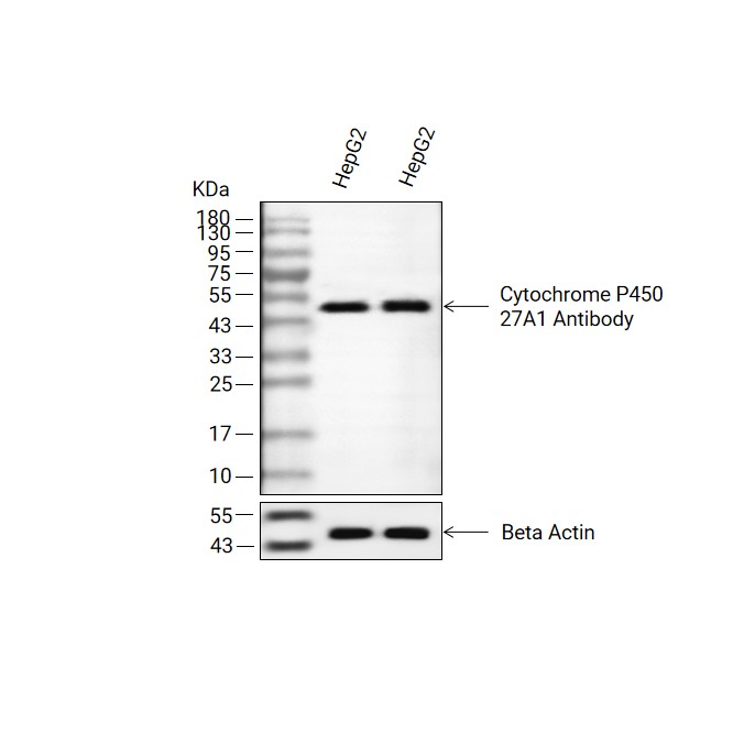 Cytochrome P450 27A1抗体 (YA2163)
