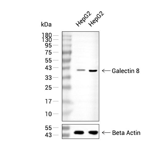 Galectin 8抗体 (YA2186)