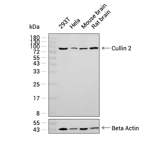 Cullin 2抗体 (YA2202)