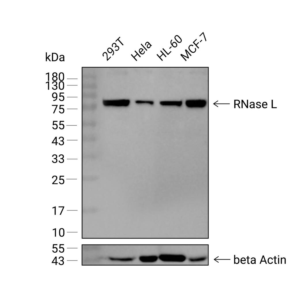 RNase L抗体 (YA2314)