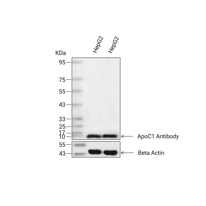 ApoC1抗体 (YA2348)