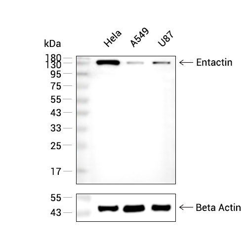 Entactin抗体 (YA2887)