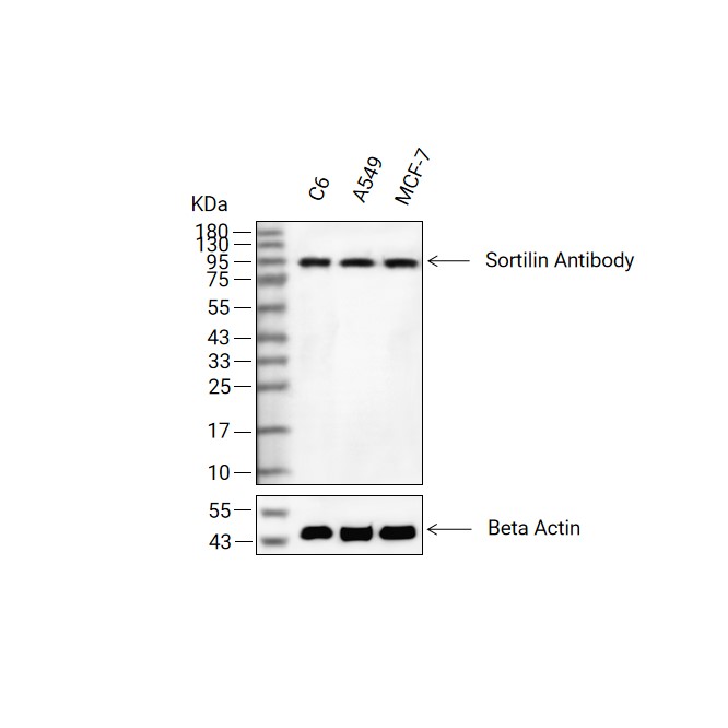 Sortilin抗体 (YA3243)