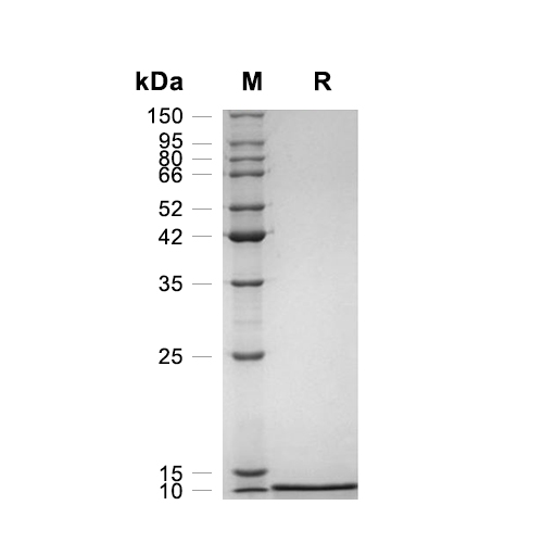 I-TAC/CXCL11蛋白, Human