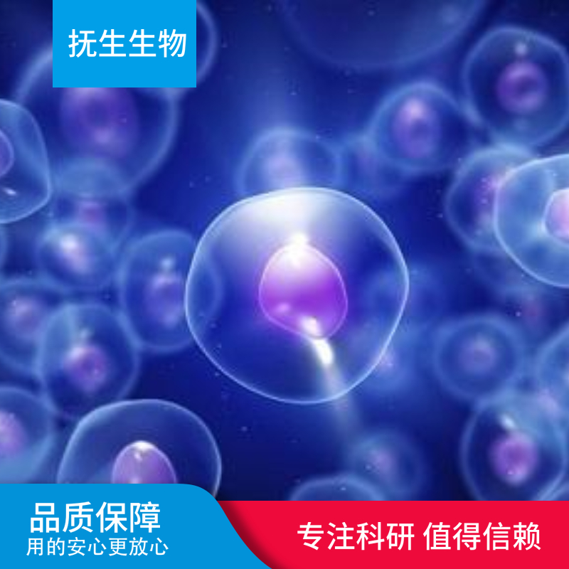 A129L人非小细胞肺癌细胞