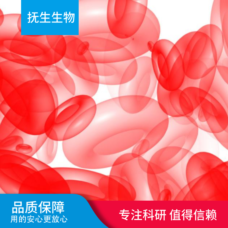 B901L人非小细胞肺癌细胞