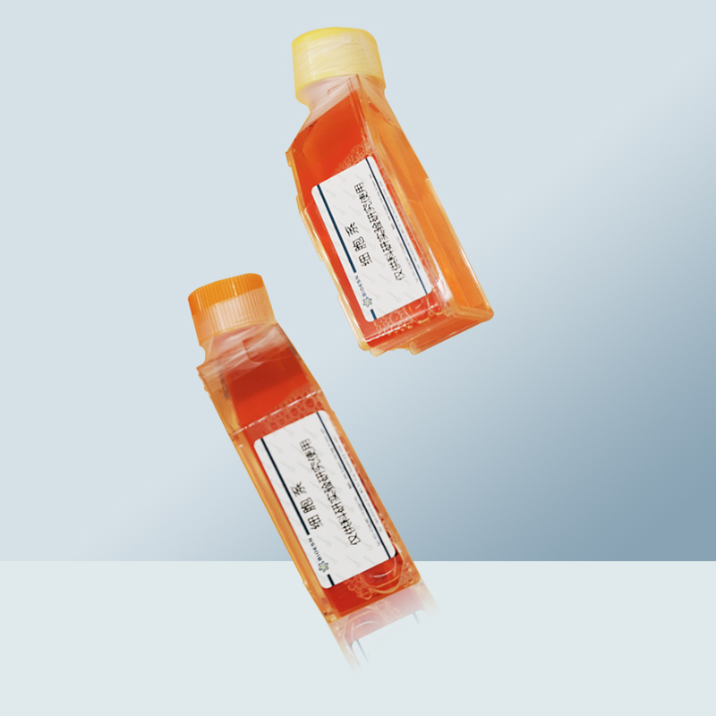 SW1417细胞（人结肠直肠腺癌细胞）