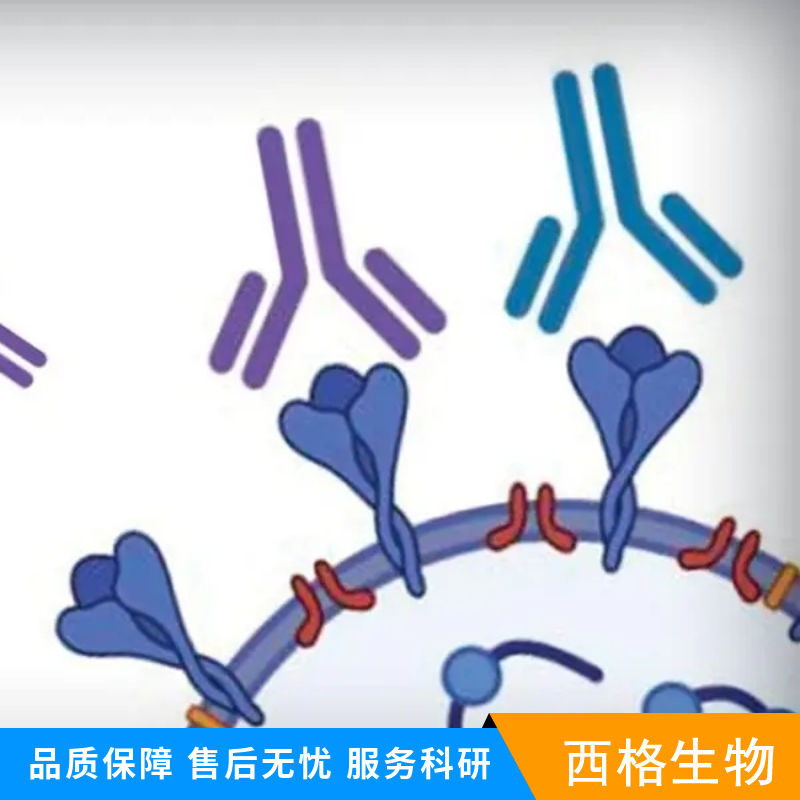 Bcl-2同源拮抗剂抗体