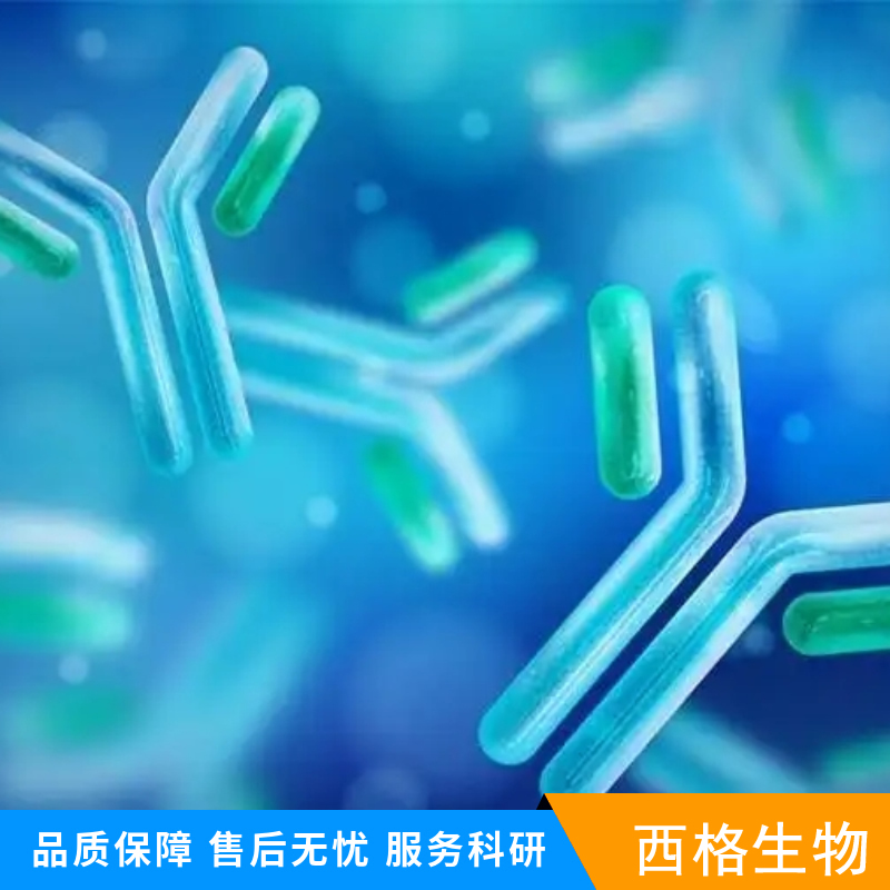 Bcl-2同源拮抗剂抗体