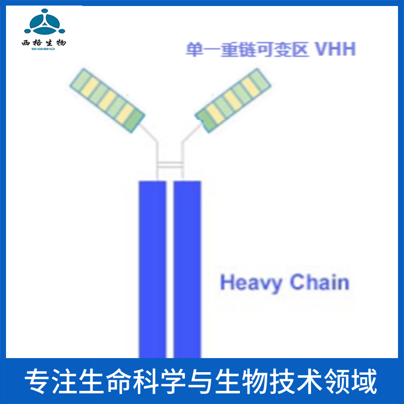 Bcl-2同源拮抗剂抗体