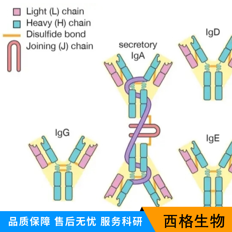 Bcl-2同源拮抗剂抗体