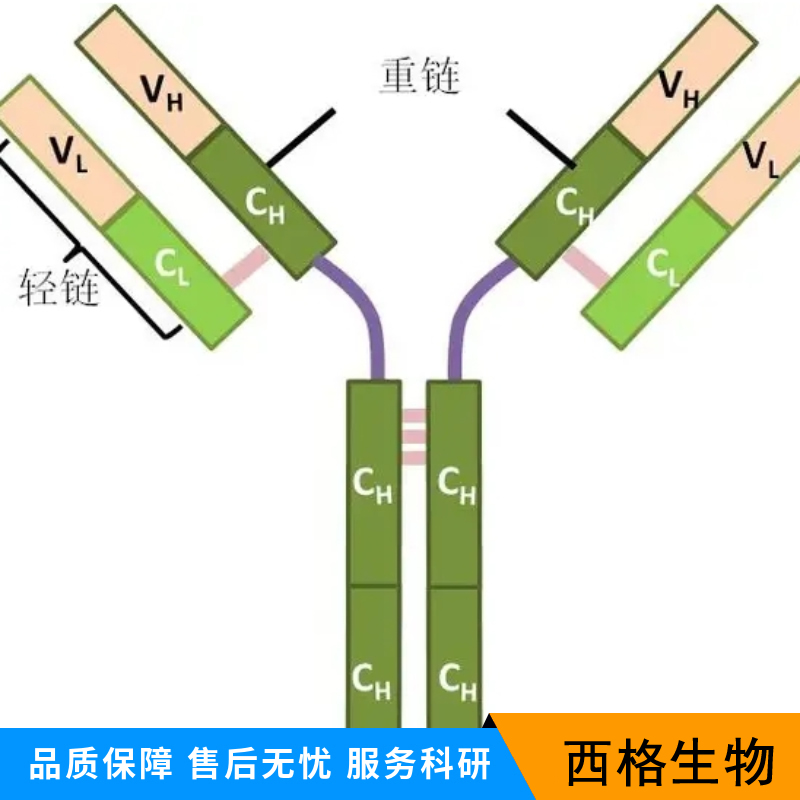 Ⅲ型纤维连接蛋白域蛋白2/5抗体