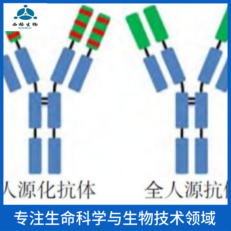 MSH同源蛋白1样蛋白抗体