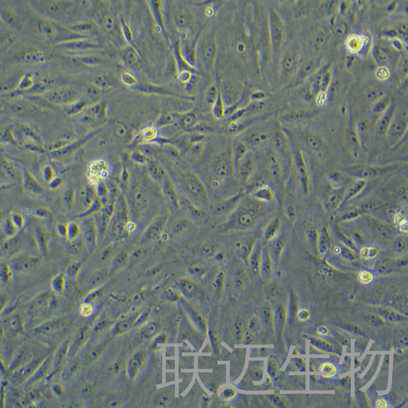 BS-C-1细胞（非洲绿猴肾细胞）LM8C0039